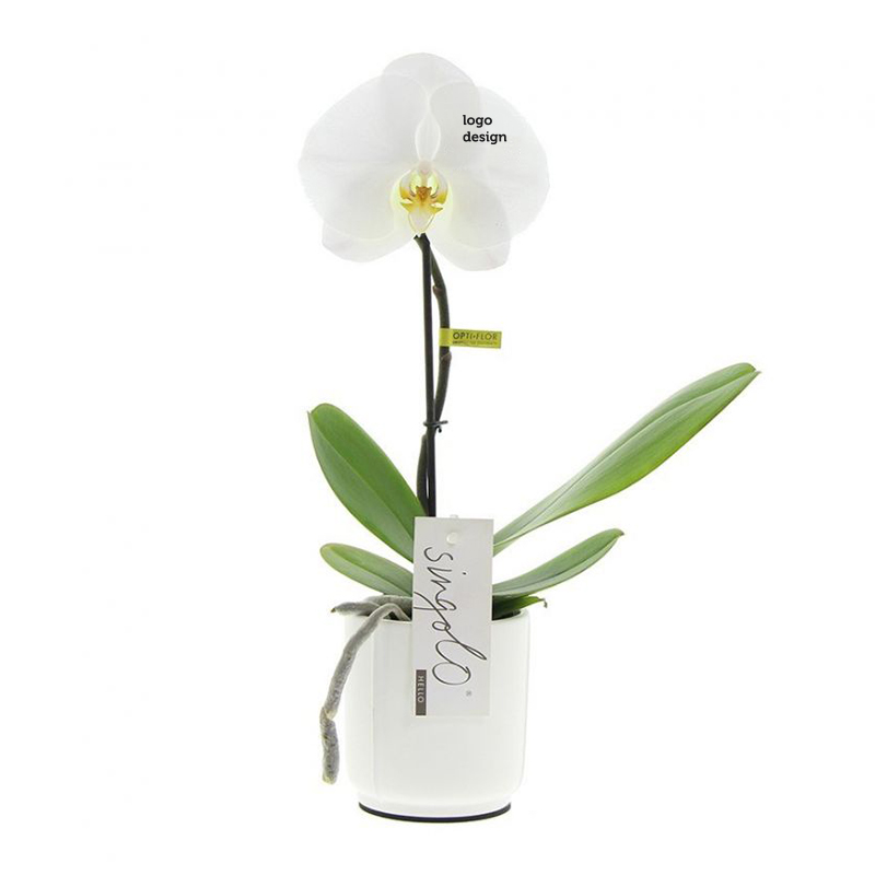 Orchidee Singolo